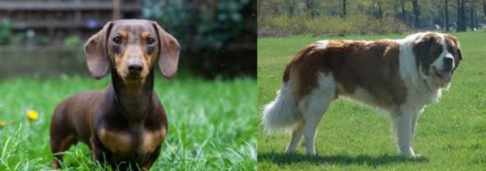 Moscow Watchdog vs Miniature Dachshund - Breed Comparison