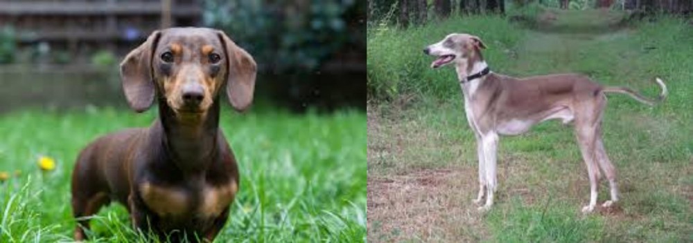 Mudhol Hound vs Miniature Dachshund - Breed Comparison