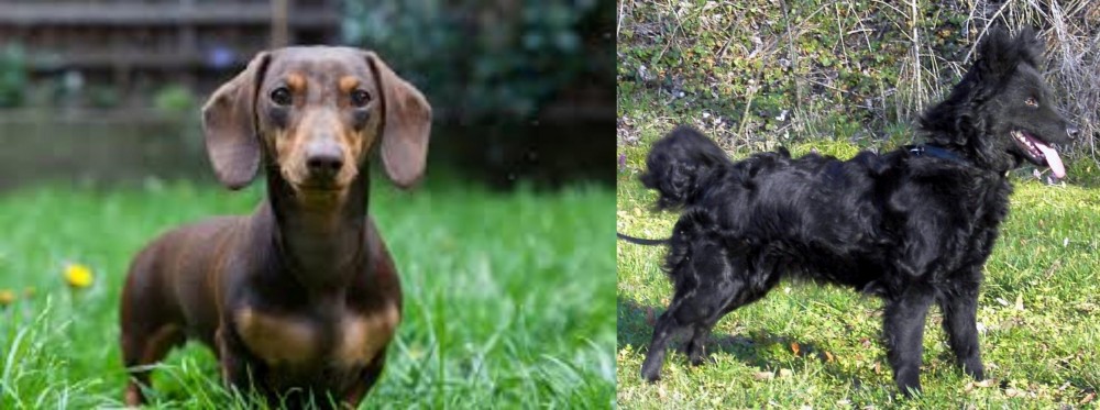 Mudi vs Miniature Dachshund - Breed Comparison