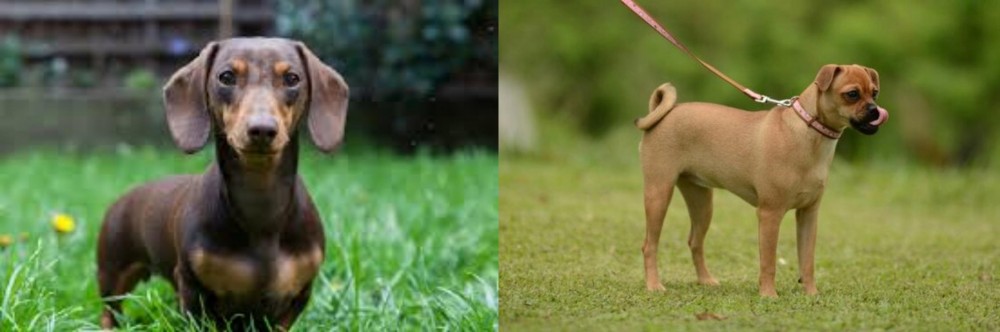 Muggin vs Miniature Dachshund - Breed Comparison