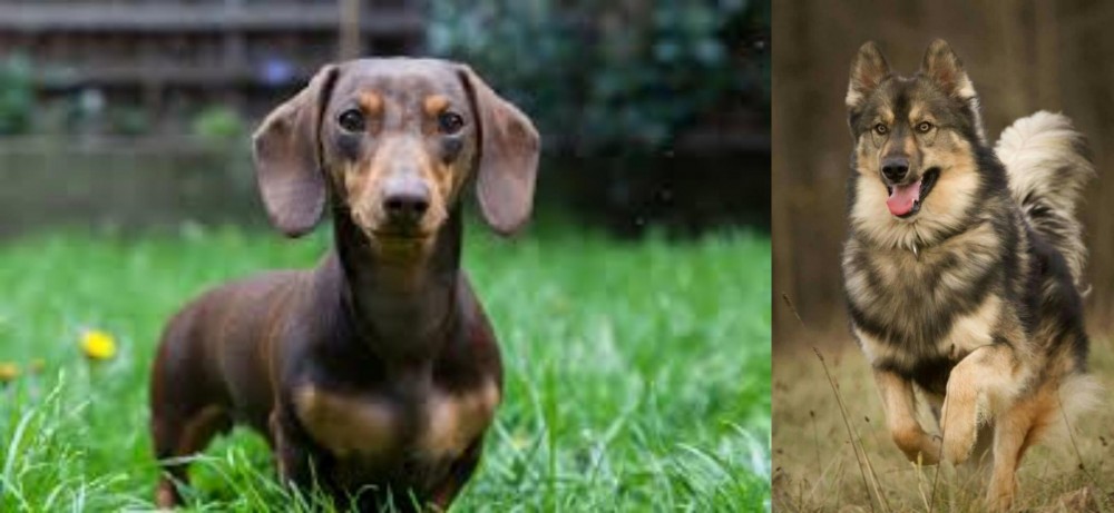 Native American Indian Dog vs Miniature Dachshund - Breed Comparison