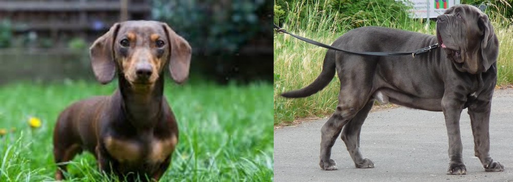 Neapolitan Mastiff vs Miniature Dachshund - Breed Comparison