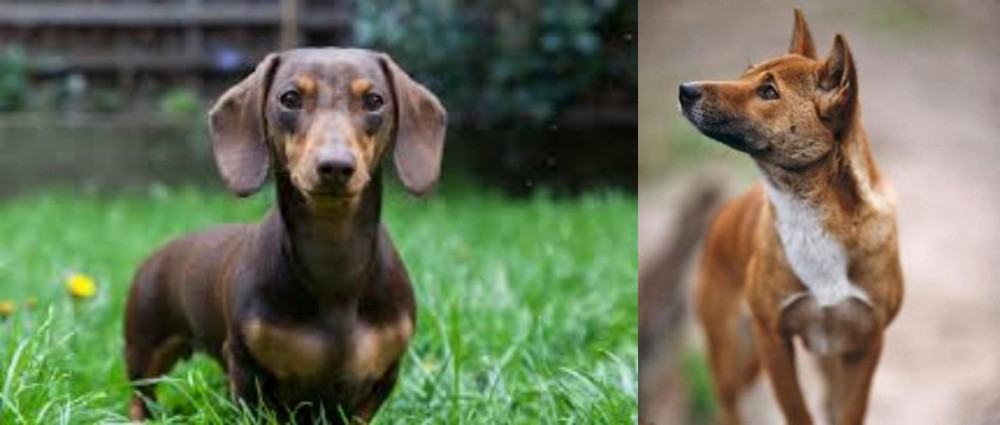 New Guinea Singing Dog vs Miniature Dachshund - Breed Comparison