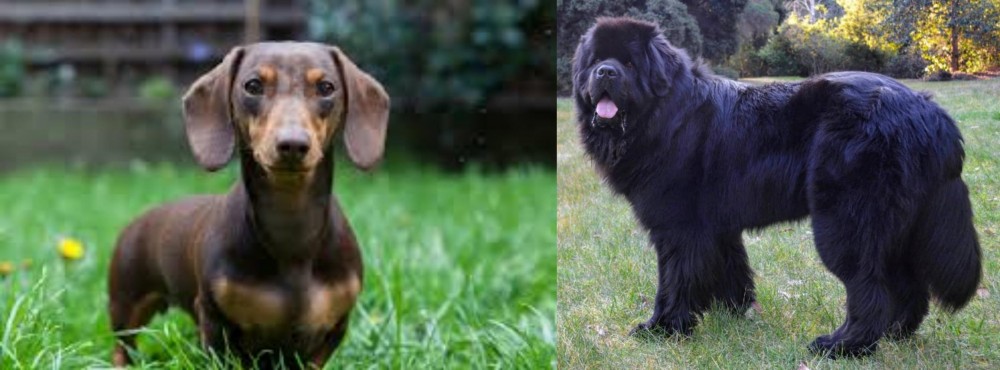 Newfoundland Dog vs Miniature Dachshund - Breed Comparison