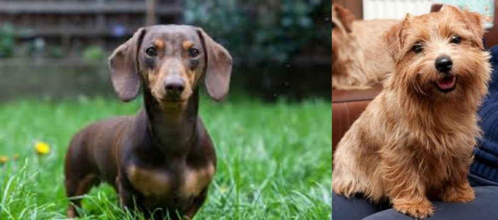 Norfolk Terrier vs Miniature Dachshund - Breed Comparison