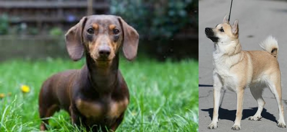Norwegian Buhund vs Miniature Dachshund - Breed Comparison