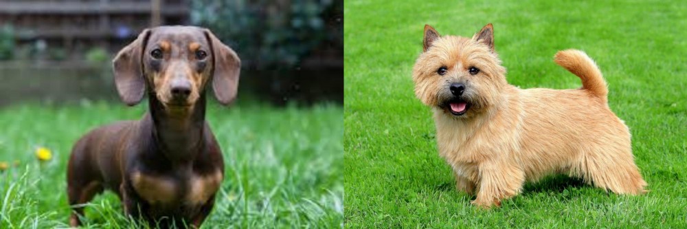 Norwich Terrier vs Miniature Dachshund - Breed Comparison
