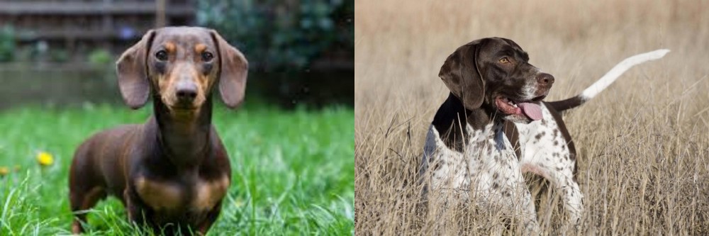 Old Danish Pointer vs Miniature Dachshund - Breed Comparison