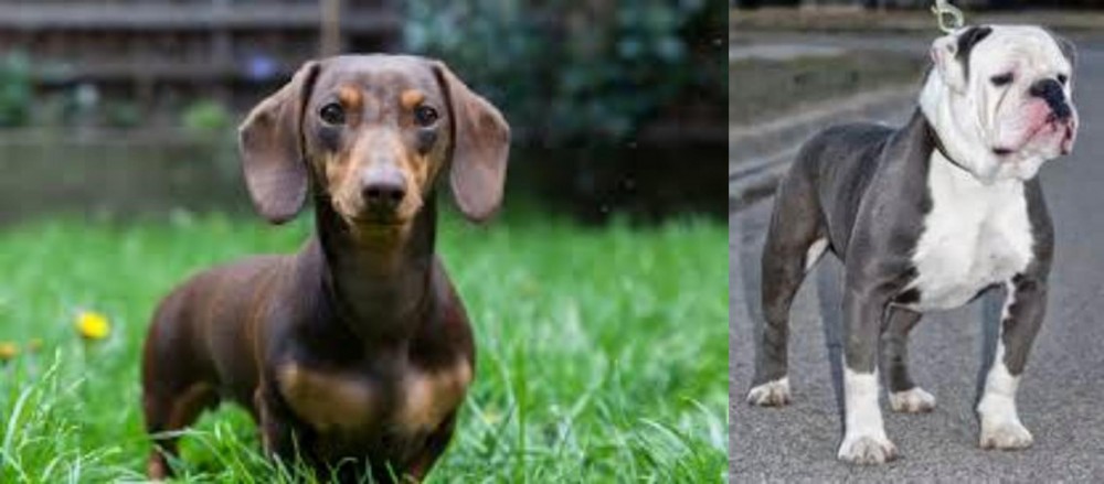 Old English Bulldog vs Miniature Dachshund - Breed Comparison