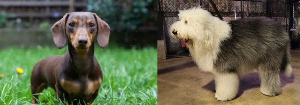 Old English Sheepdog vs Miniature Dachshund - Breed Comparison