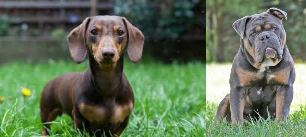 Olde English Bulldogge vs Miniature Dachshund - Breed Comparison