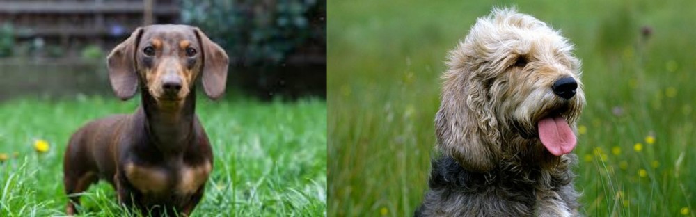 Otterhound vs Miniature Dachshund - Breed Comparison