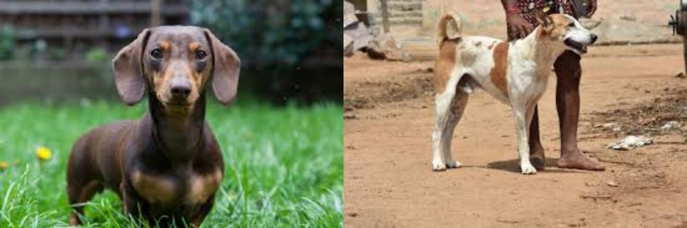 Pandikona vs Miniature Dachshund - Breed Comparison