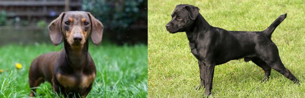 Patterdale Terrier vs Miniature Dachshund - Breed Comparison