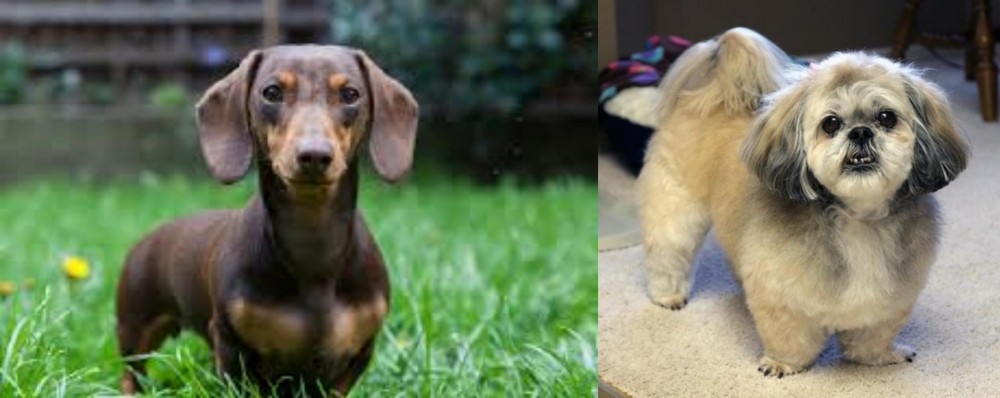 PekePoo vs Miniature Dachshund - Breed Comparison