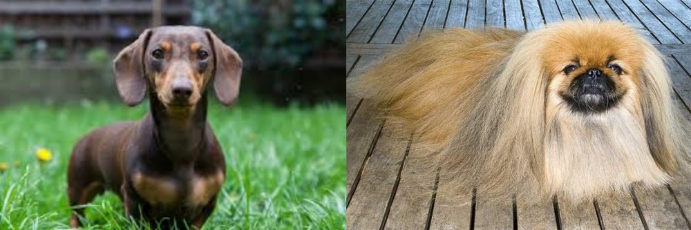 Pekingese vs Miniature Dachshund - Breed Comparison