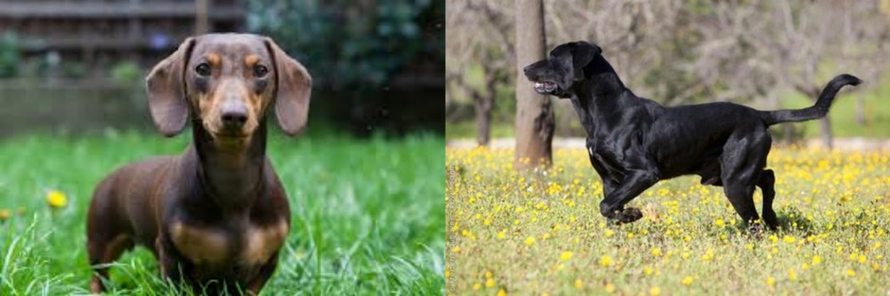 Perro de Pastor Mallorquin vs Miniature Dachshund - Breed Comparison