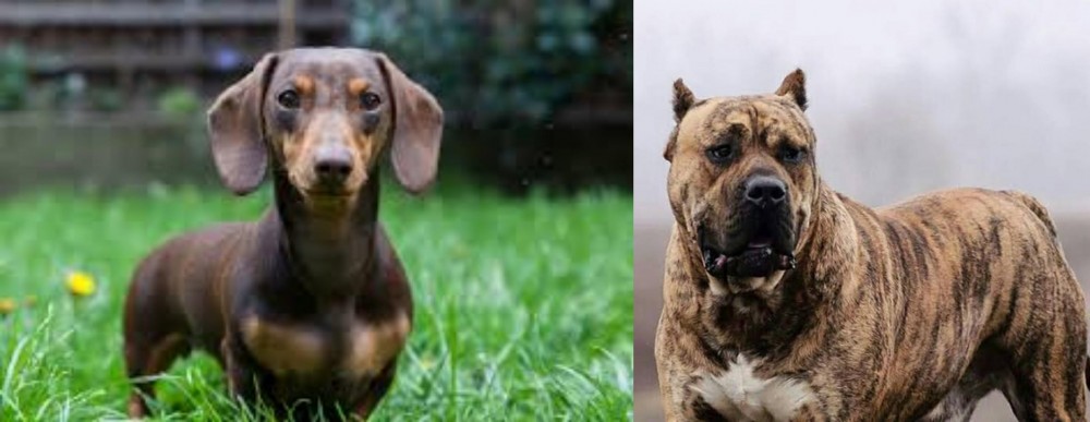 Perro de Presa Canario vs Miniature Dachshund - Breed Comparison