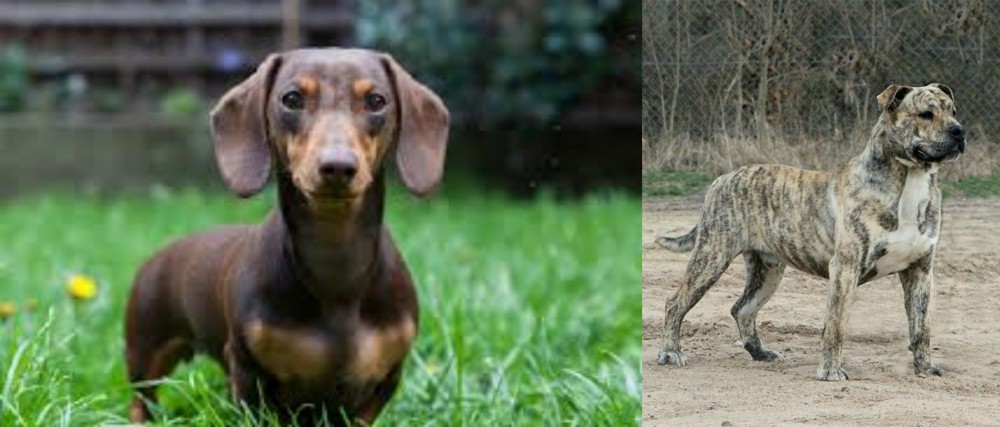 Perro de Presa Mallorquin vs Miniature Dachshund - Breed Comparison