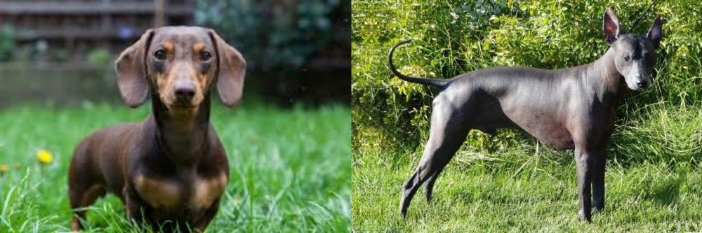 Peruvian Hairless vs Miniature Dachshund - Breed Comparison