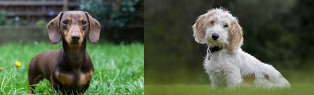Petit Basset Griffon Vendeen vs Miniature Dachshund - Breed Comparison