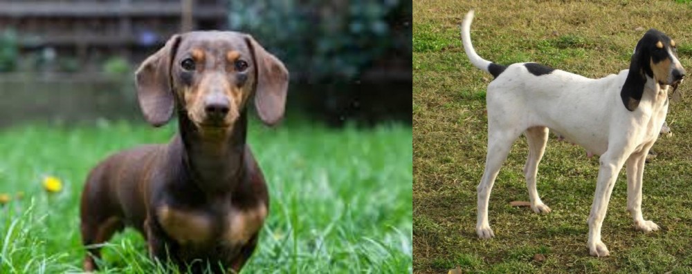 Petit Gascon Saintongeois vs Miniature Dachshund - Breed Comparison
