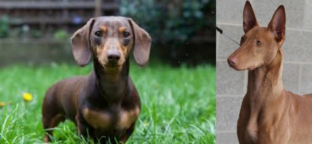 Pharaoh Hound vs Miniature Dachshund - Breed Comparison