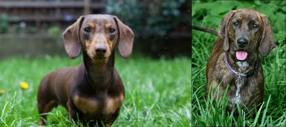 Plott Hound vs Miniature Dachshund - Breed Comparison