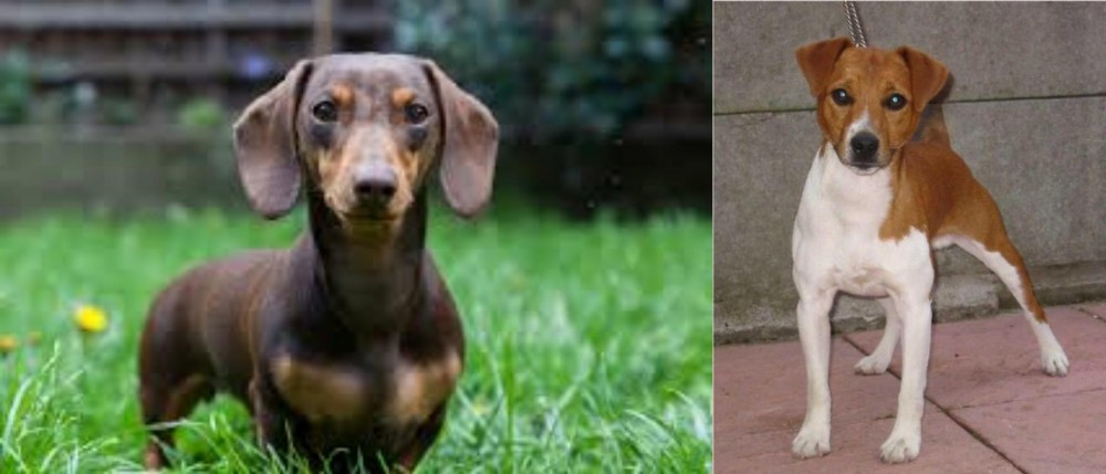 Plummer Terrier vs Miniature Dachshund - Breed Comparison