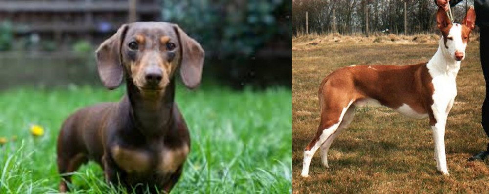 Podenco Canario vs Miniature Dachshund - Breed Comparison