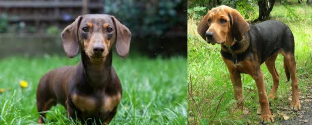 Polish Hound vs Miniature Dachshund - Breed Comparison