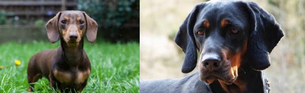 Polish Hunting Dog vs Miniature Dachshund - Breed Comparison