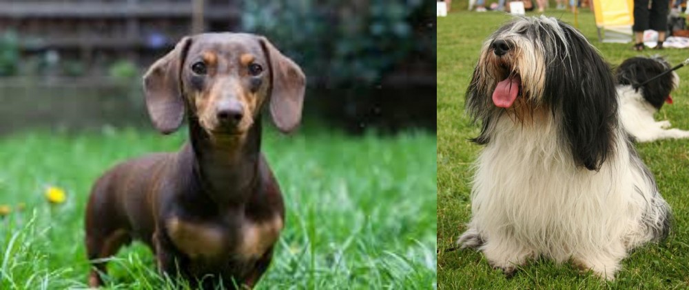 Polish Lowland Sheepdog vs Miniature Dachshund - Breed Comparison