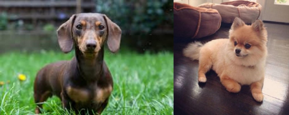 Pomeranian vs Miniature Dachshund - Breed Comparison