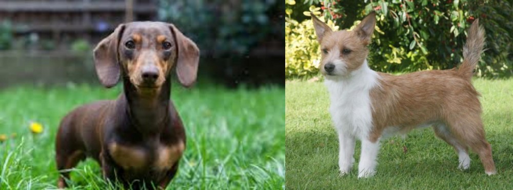 Portuguese Podengo vs Miniature Dachshund - Breed Comparison