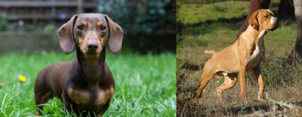 Portuguese Pointer vs Miniature Dachshund - Breed Comparison