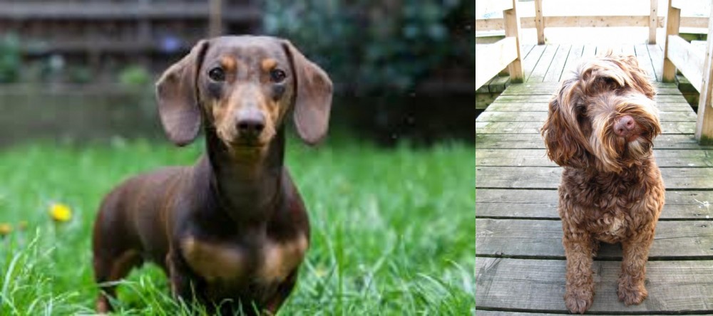 Portuguese Water Dog vs Miniature Dachshund - Breed Comparison