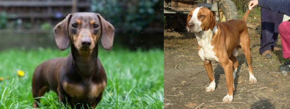Posavac Hound vs Miniature Dachshund - Breed Comparison
