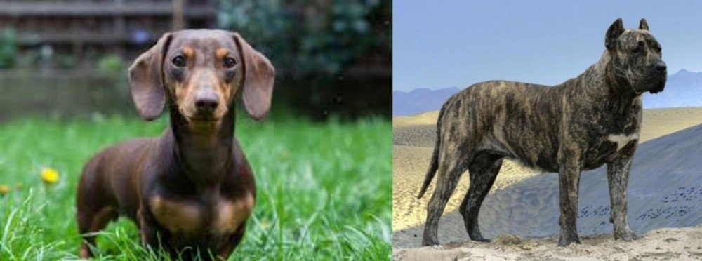 Presa Canario vs Miniature Dachshund - Breed Comparison