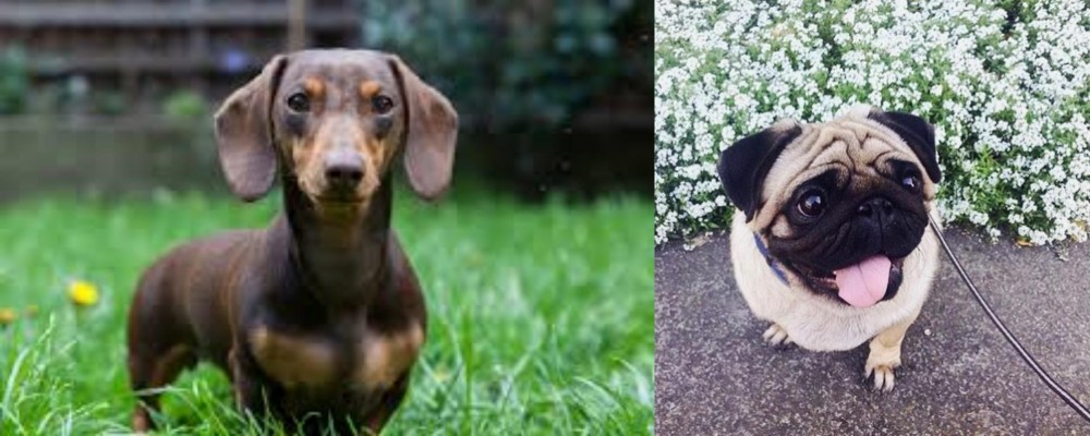 Pug vs Miniature Dachshund - Breed Comparison