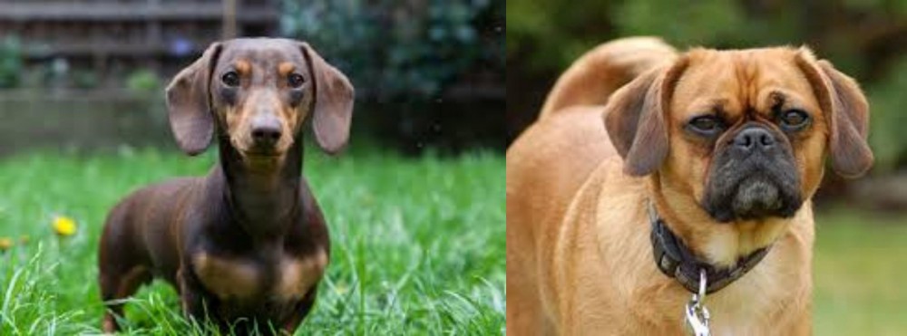 Pugalier vs Miniature Dachshund - Breed Comparison