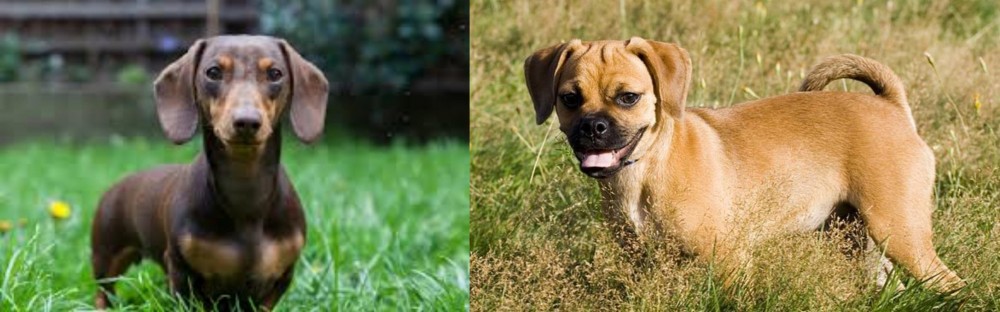 Puggle vs Miniature Dachshund - Breed Comparison