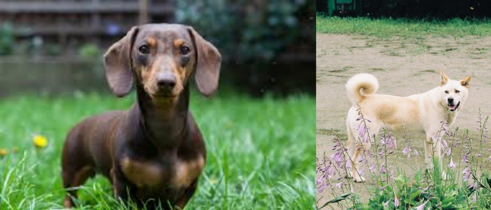 Pungsan Dog vs Miniature Dachshund - Breed Comparison