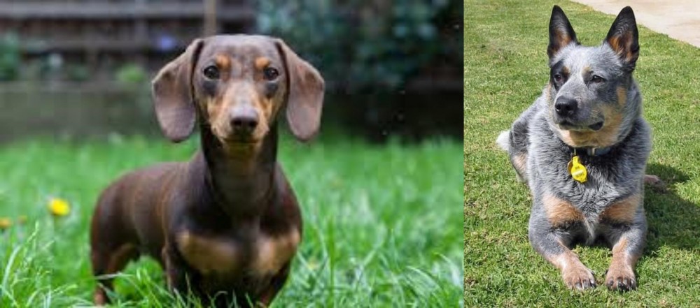 Queensland Heeler vs Miniature Dachshund - Breed Comparison