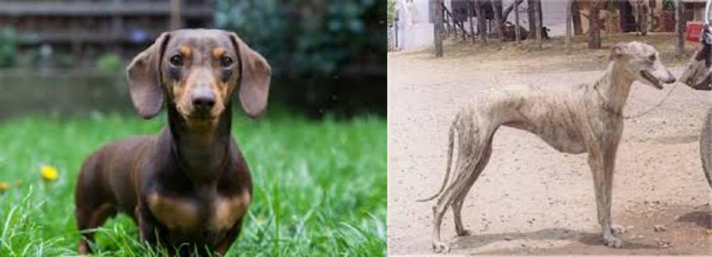 Rampur Greyhound vs Miniature Dachshund - Breed Comparison