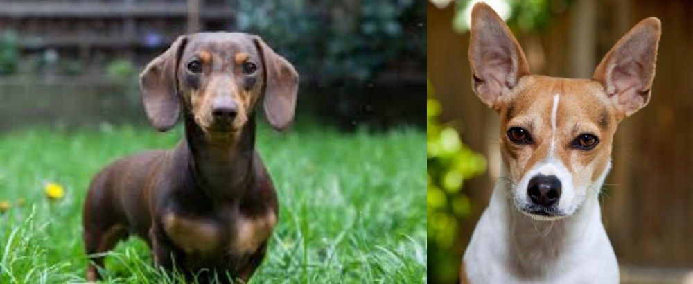 Rat Terrier vs Miniature Dachshund - Breed Comparison