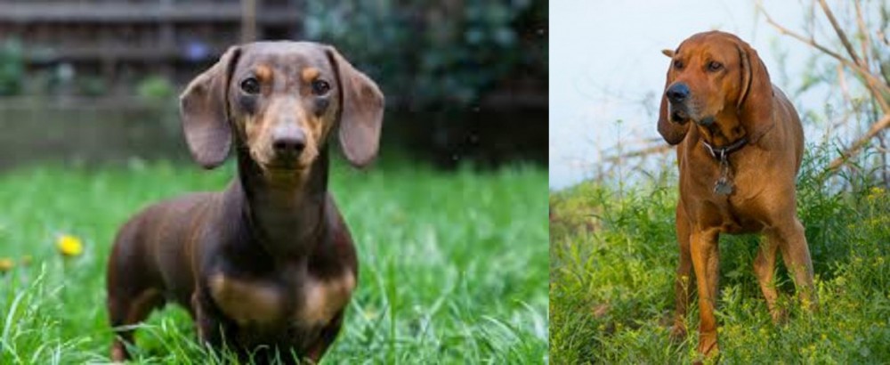 Redbone Coonhound vs Miniature Dachshund - Breed Comparison