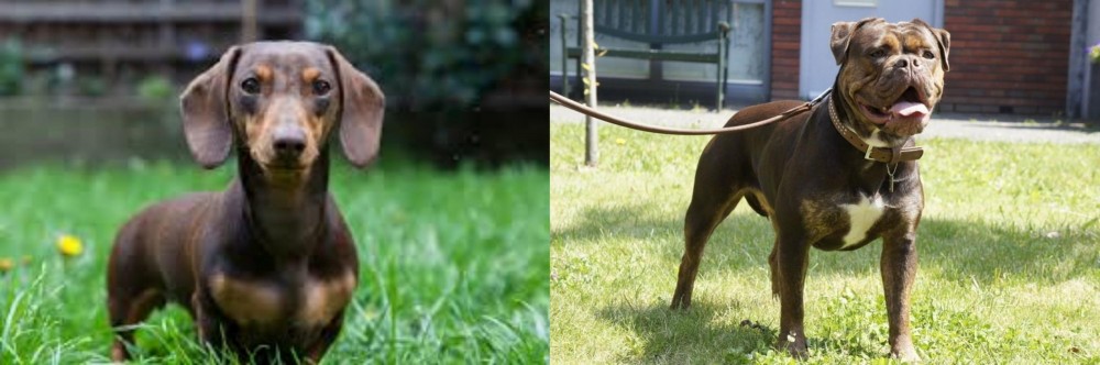 Renascence Bulldogge vs Miniature Dachshund - Breed Comparison