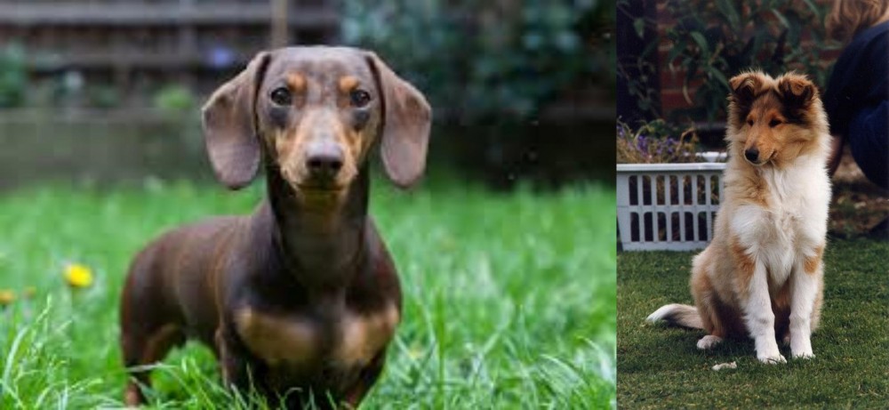 Rough Collie vs Miniature Dachshund - Breed Comparison