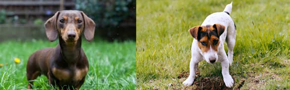 Russell Terrier vs Miniature Dachshund - Breed Comparison